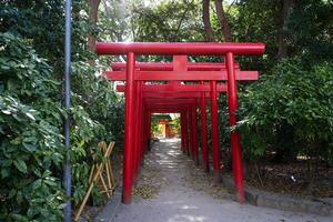 ver de el muchos torii puertas a sumiyoshi santuario en fukuoka foto