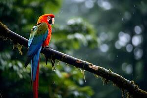 Scarlet macaw in the forest freshness green forest background, Raining, Generated AI photo