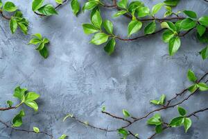 The simplicity of a grey background provides the perfect canvas for showcasing natural green branches adorned with lush leaves, Generated AI photo