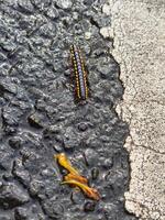 Striped Caterpillar Crawling on Wet Pavement and Concrete Surface photo