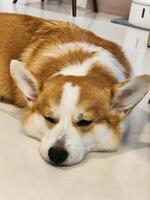 linda mullido pembroke galés corgi tomando un siesta, amoroso perro mascota foto