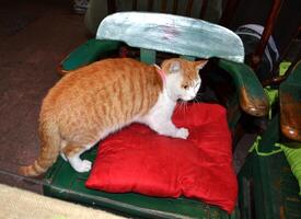 A striped orange cat climbed onto a red pillow photo