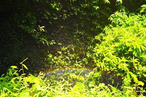 rainbow-like light over bushes near devi waterfall in Pokhara, Nepal photo