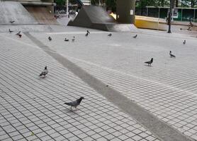 Birds play on the sidewalk photo