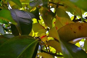 Green leaves and fruit are eaten by caterpillars photo