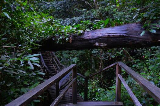 Exploring the lush forests of Borneo is very exciting photo