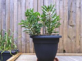 Dwarf broad bean plant The Sutton flowering in a plastic container photo