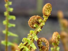 Closeup of fern fronds unfurling in spring photo