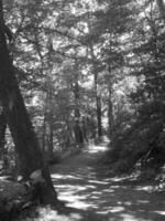 Black and White Scenic Trail Path photo