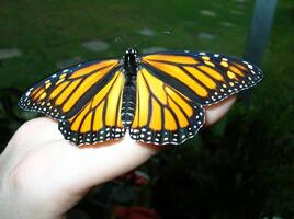 Monarch Butterfly on my hand photo