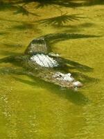Crocodile swimming in clear waters photo