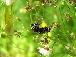 Black Swallowtail Caterpillar eating Fennel photo