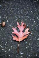 otoño rojo roble hoja en suelo foto
