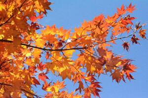 Golden Red and Yellow Maple Leaves in Fall photo