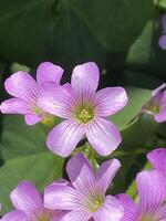 Purple Clover Flowers photo