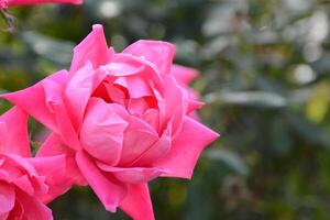 Pink Peony Flower photo