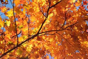Golden Red and Yellow Maple Leaves in Fall photo