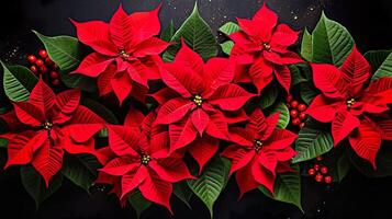 Christmas red poinsettia flowers with fir cones on black background photo