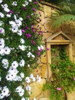 flores en el jardín en un antecedentes de un Roca pared. foto