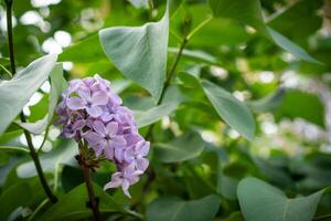 lilac flowers against a backdrop of leaves photo