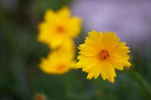 Yellow Flower in the Garden photo