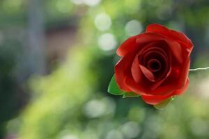 Red Rose in Garden photo