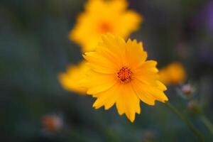 Yellow Flower in the Garden photo