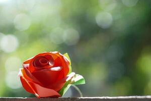 Red Rose in Garden photo