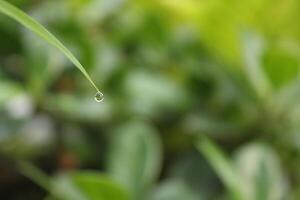 dew that sticks to grass shoots. photo