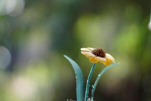 Yellow Flower in the Garden photo