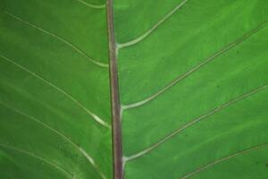 horizontal green taro leaves, suitable for background photo