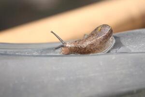 snails walking on plastic bottles. photo