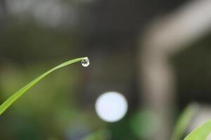 dew that sticks to grass shoots. photo