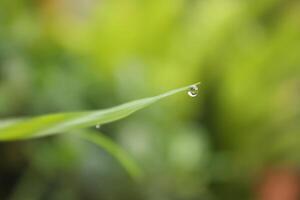 dew that sticks to grass shoots. photo