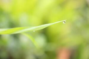 dew that sticks to grass shoots. photo