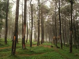 view of a pine forest in a foggy afternoon photo