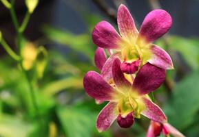 rosado orquídea flor de dendrobium sonia. rosado orquídea flor dendrobium sonia desde orquídeas familia. rosado orquídea flor tener belleza color. rosado orquídea flor floración en jardín a verano foto