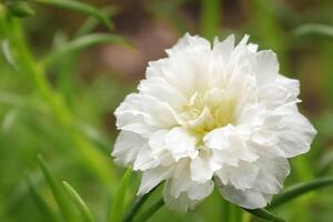 rose mose flower grow and bloom in the garden. rose mose flower has botanical named Portulaca grandiflora from portulacaceae. rose mose has white petal color photo