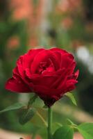 red rose flower with beauty petal bloom in garden. red rose flower has botanical name rosa from rosaceae family. red rose flower stand with stalk and green leaf photo