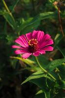 pink zinnia flower bloom in garden at spring. pink zinnia flower botanical name zinnia elegans. pink zinnia elegans flower from asteraceae. beauty fresh plant has colorful petal, green leaf in nature photo