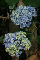 hydrangea flower bloom in the garden. hydrangea flower have latin named hydrangea macrophylla. hydrangea macrophylla flower from hydrangeaceae family photo