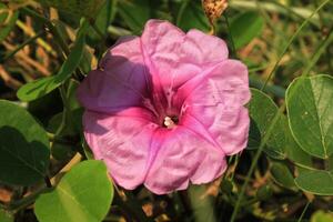 Ipomoea flower grow and bloom on the garden beach. Ipomoea has botany name Ipomoea pes-caprae from convolvulaceae. ipomoea has pink color green leaves. it is herbal plant photo