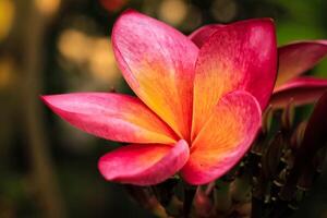 frangipani plumeria flor floraciones en el jardín. frangipani plumeria flor tener latín llamado plumeria rubra. plumeria rubra flor desde apocynaceae familia foto