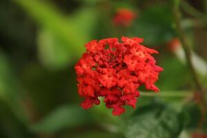 lantana flower with red petal bloom in the garden. lantana flower has botanical named lantana camara from verbenaceae family. lantana flower commonly name shrub verbena photo