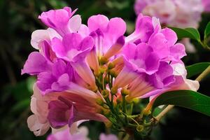 ajo vino flor con púrpura pétalo floración en el jardín. ajo vino flor tiene botánico llamado mansoa alliácea. ajo vino flor desde bignoniaceae familia foto