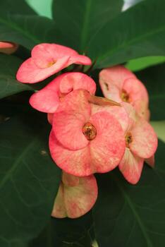 euphorbia flower grow in the garden. euphorbia flower latin named euphorbia milii. euphorbia flower from euphorbiaceae family. euphorbia flower has pink petal color bloom at summer photo