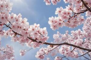 cherry blossom in spring time on blue sky background photo