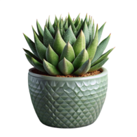 Haworthia im Topf 3d Grafik png