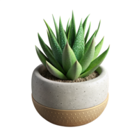 Haworthia dentro Panela 3d de ativos png