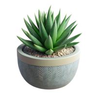 haworthia en maceta 3d ilustración png